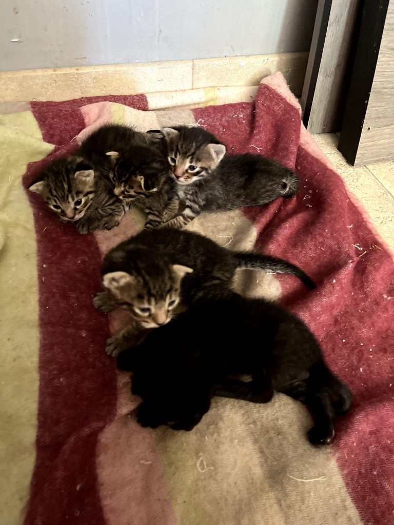 Chatons prochainement à l&rsquo;adoption