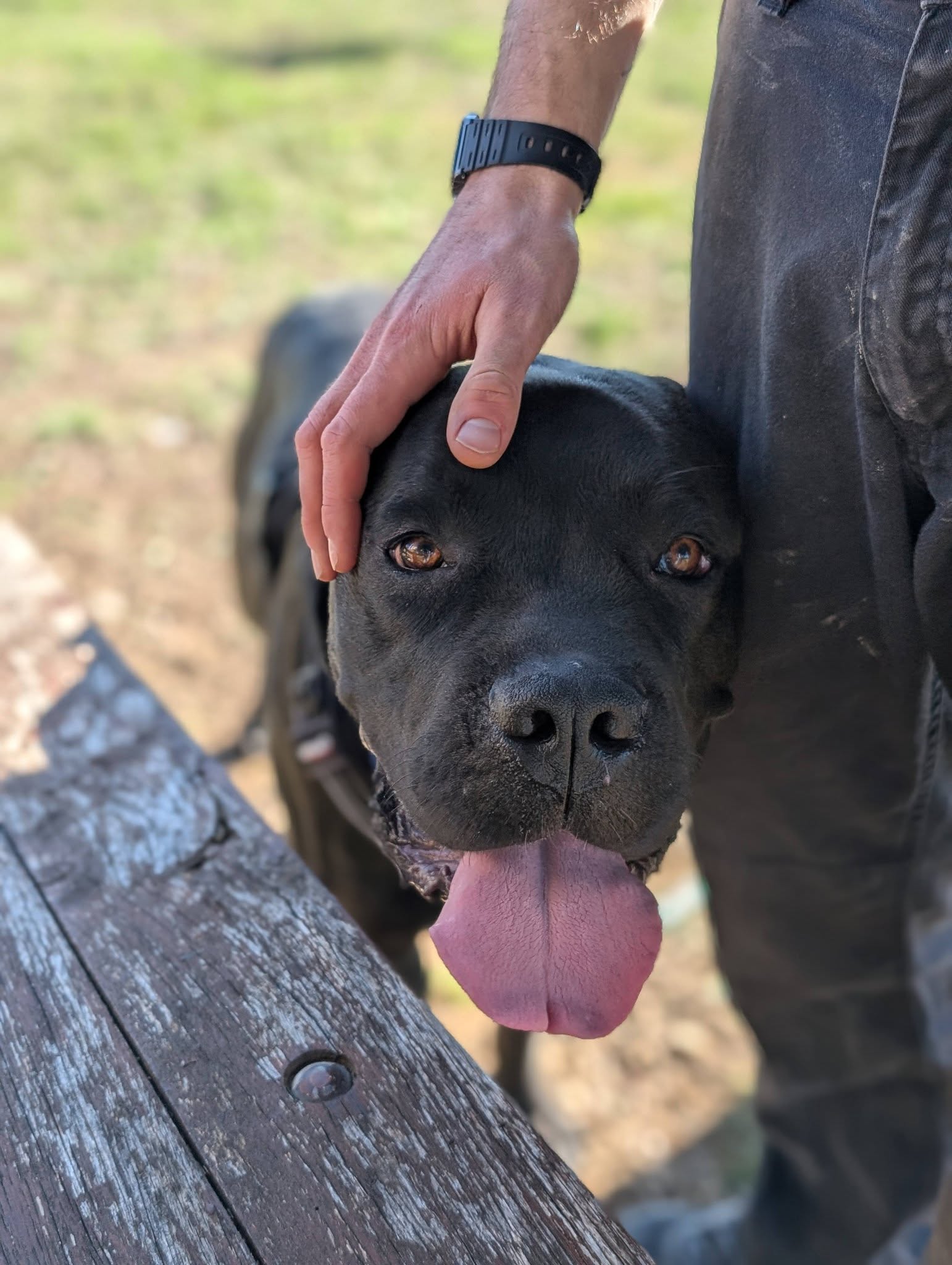 Canecorso à l'adoption montpellier nimes