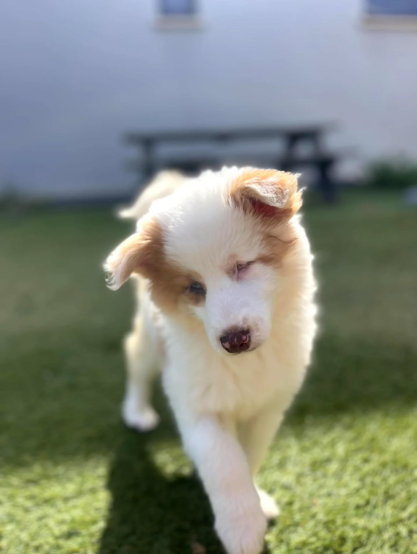 Pomsky à ladoption montpellier nimes