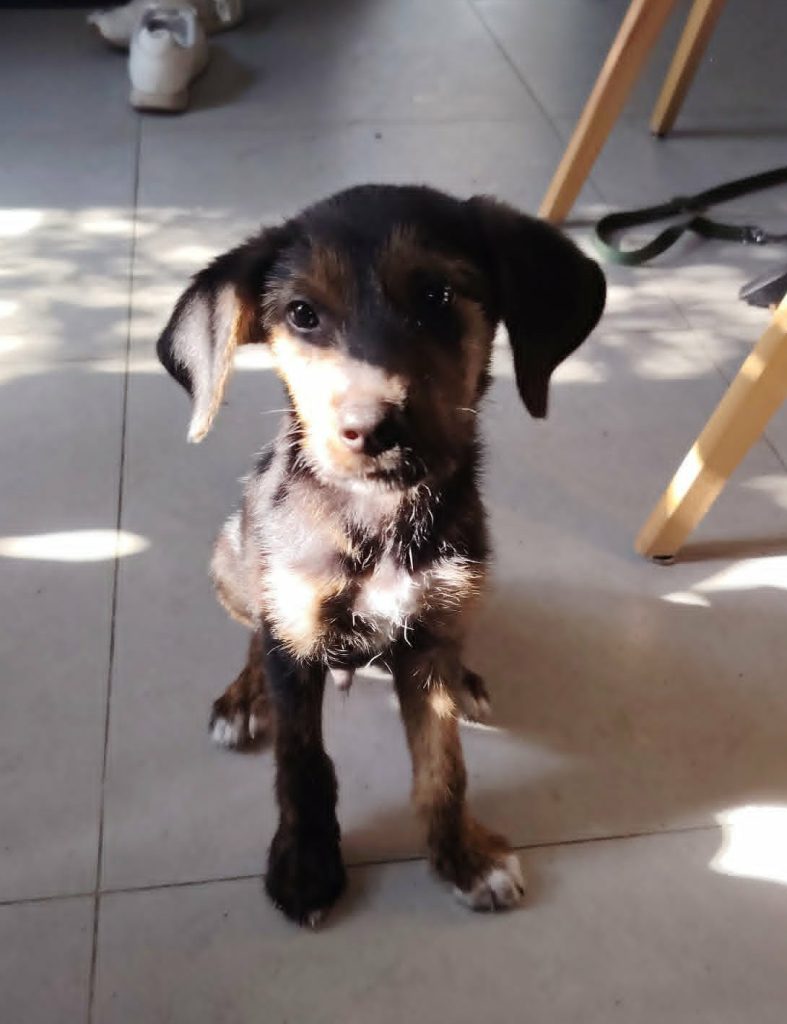 Pitt