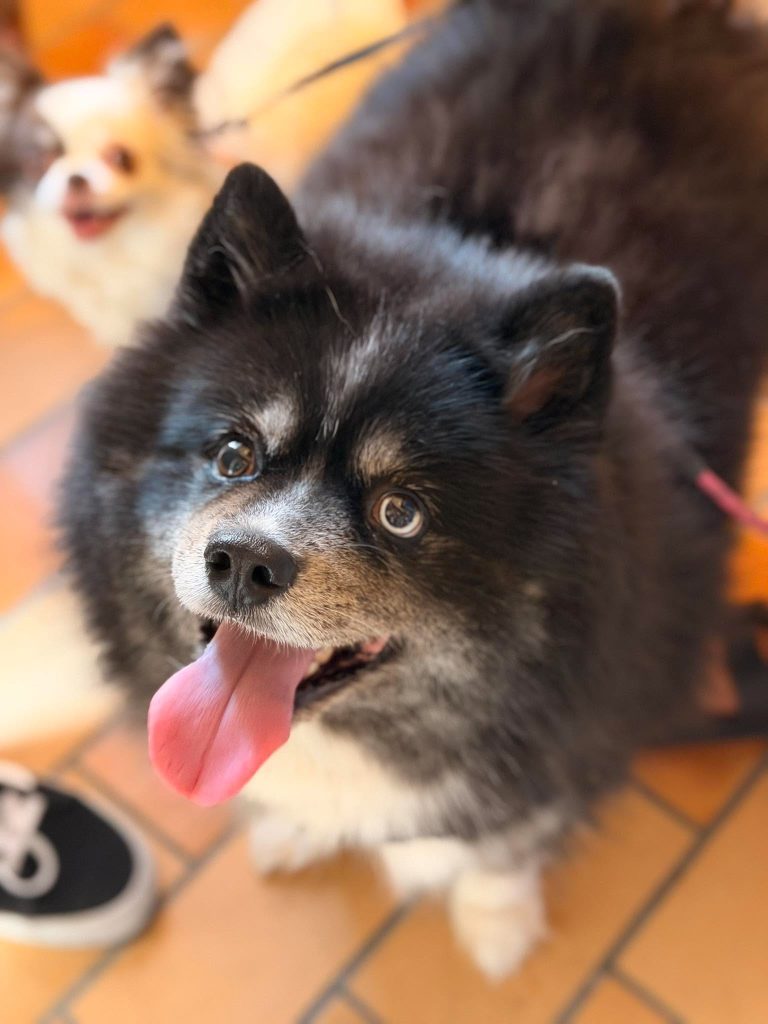 Laïka